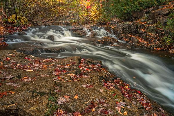 Jaynes Gallery 아티스트의 USA-Maine-Acadia National Park Stream rapids in forest작품입니다.